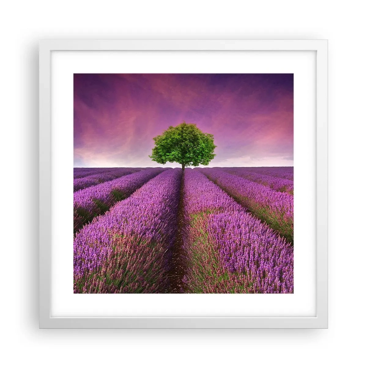 Póster en marco blanco - En los campos de lavanda - 40x40 cm