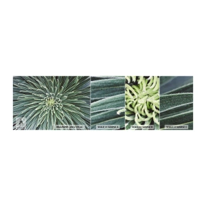 Muestra De Fotomural Standard Eco - El nacimiento de una estrella - flor de agave, Agave, flores - 100x30 cm