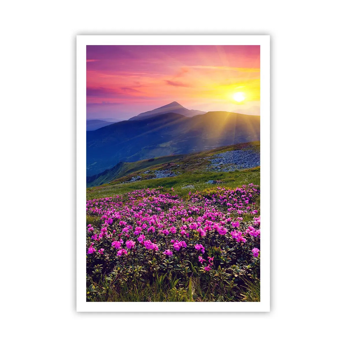 Póster - ... Y el aroma a hierbas está por todas partes - 70x100 cm