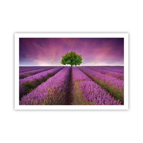 Póster - En los campos de lavanda - 91x61 cm