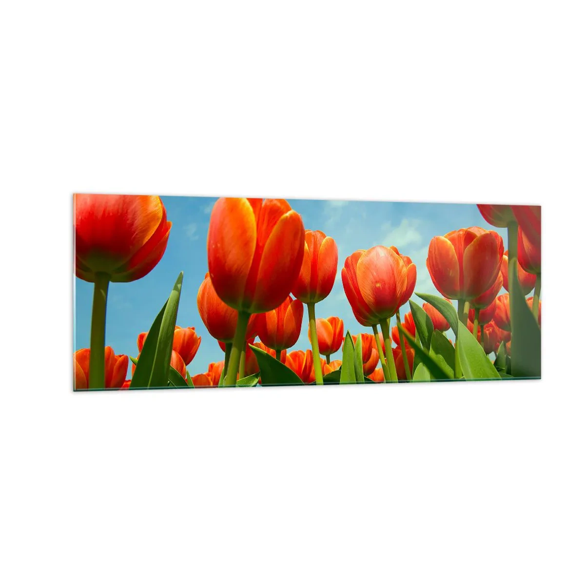 Cuadro sobre vidrio - Impresiones sobre Vidrio - Un campo de tulipanes rojos y naranjas contra un cielo azul. - 140x50cm - Excepto el cielo azul no necesitan nada en la vida - Decoración de pared moderna para salón y dormitorio ARTTOR