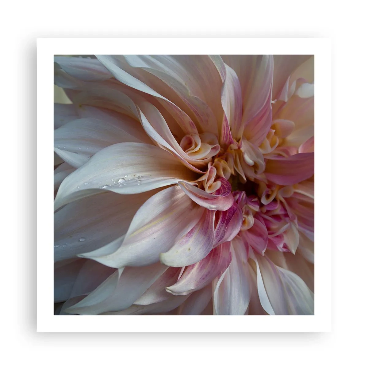 Póster - Frescura floreciente - 60x60 cm