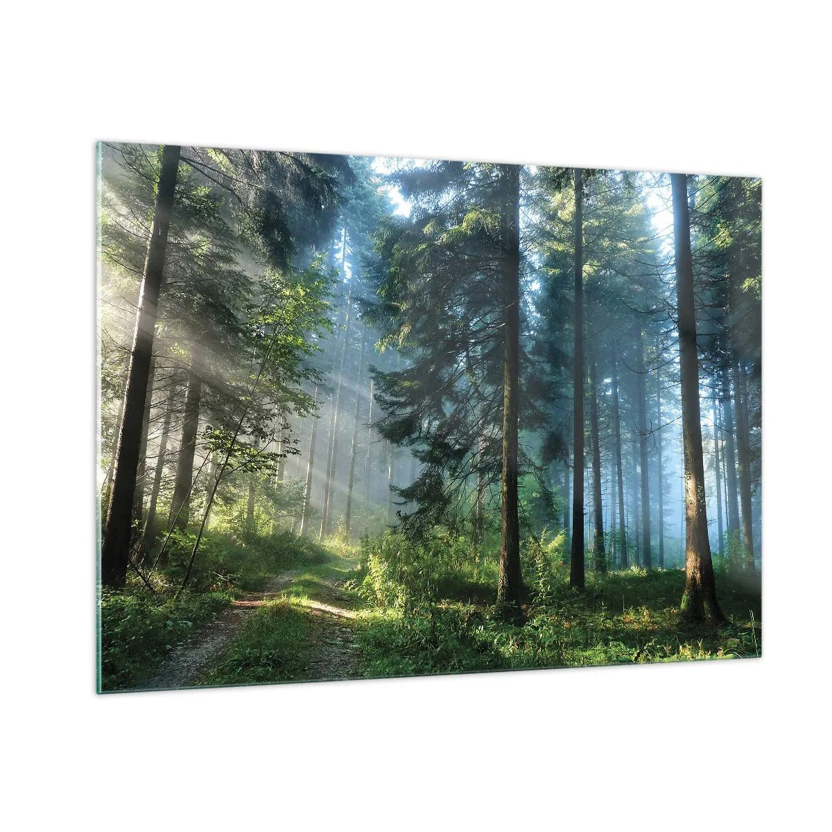Cuadro sobre vidrio - Impresiones sobre Vidrio - Un sendero forestal en la niebla de la mañana entre árboles altos. - 100x70cm - Radiante por la mañana - Decoración de pared moderna para salón y dormitorio ARTTOR