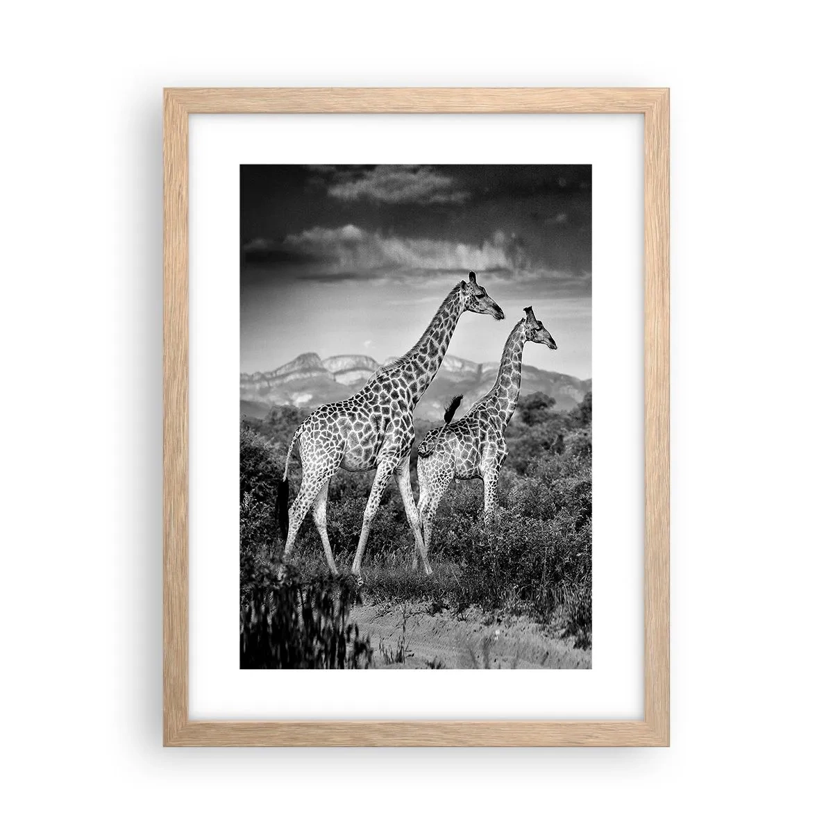 Póster en marco roble claro - La clase alta de África - 30x40 cm