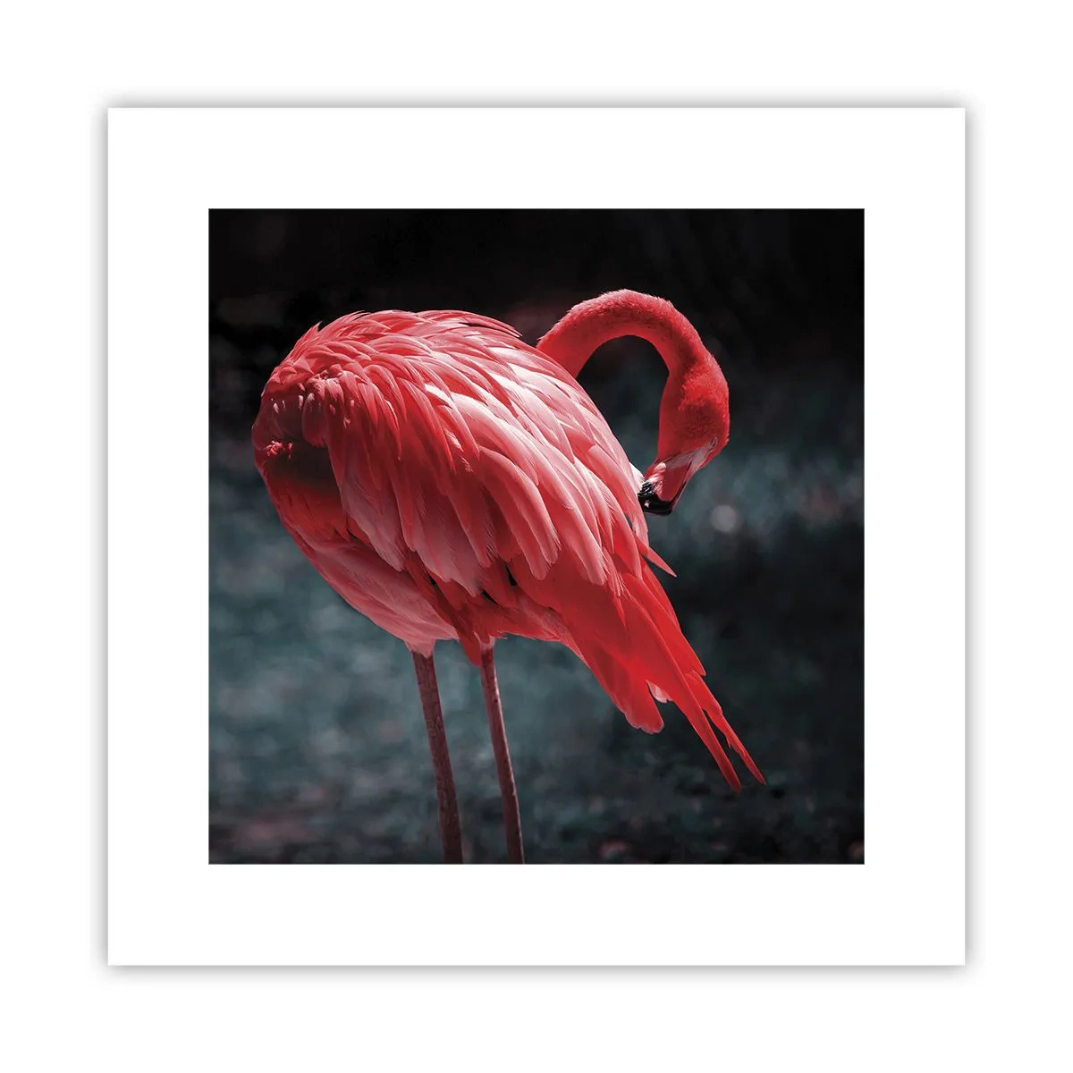 Póster - Un poema carmesí de la naturaleza - 30x30 cm