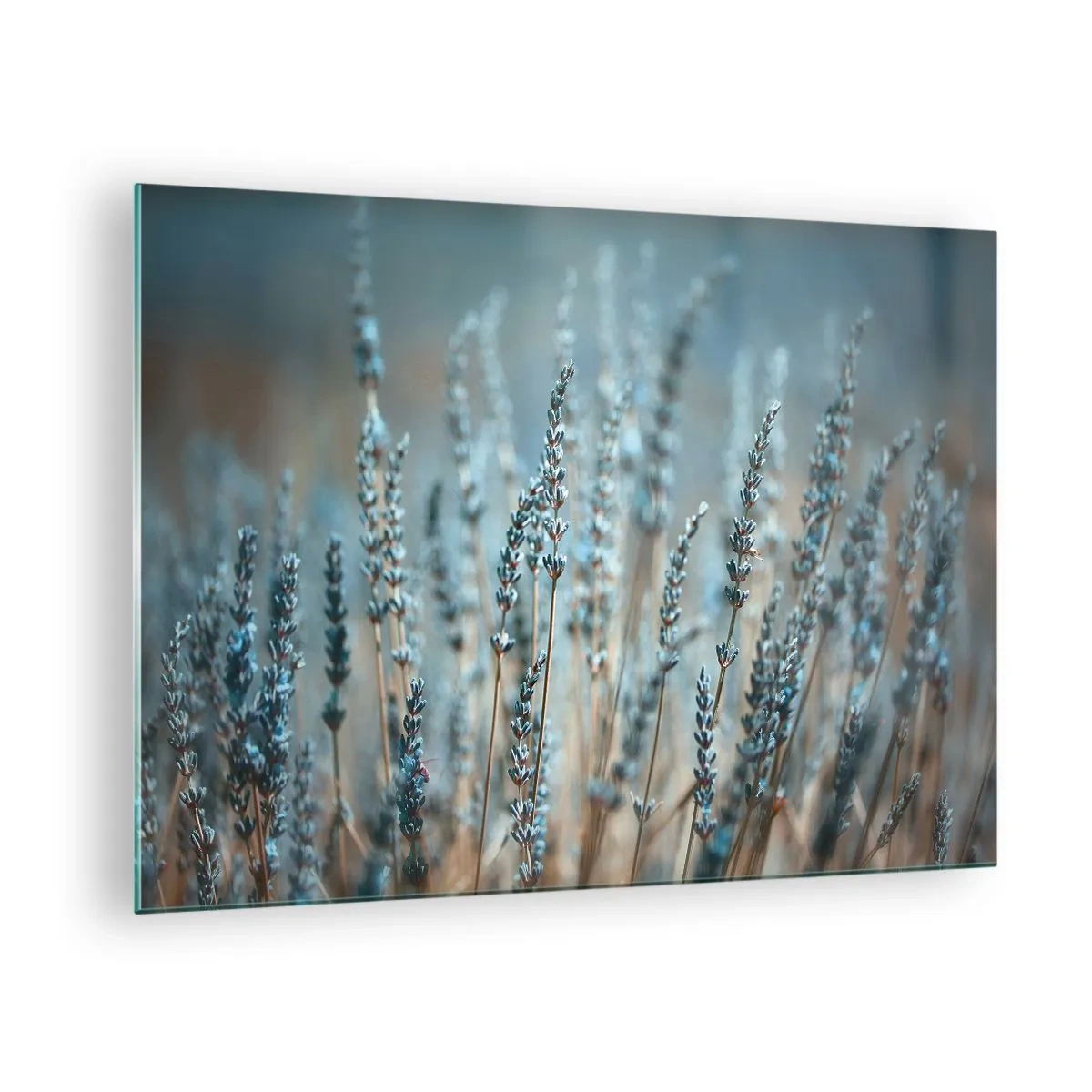Cuadro sobre vidrio - Impresiones sobre Vidrio - Un campo de lavanda bajo una luz suave y fresca. - 70x50cm - Fragante pasto - Decoración de pared moderna para salón y dormitorio ARTTOR