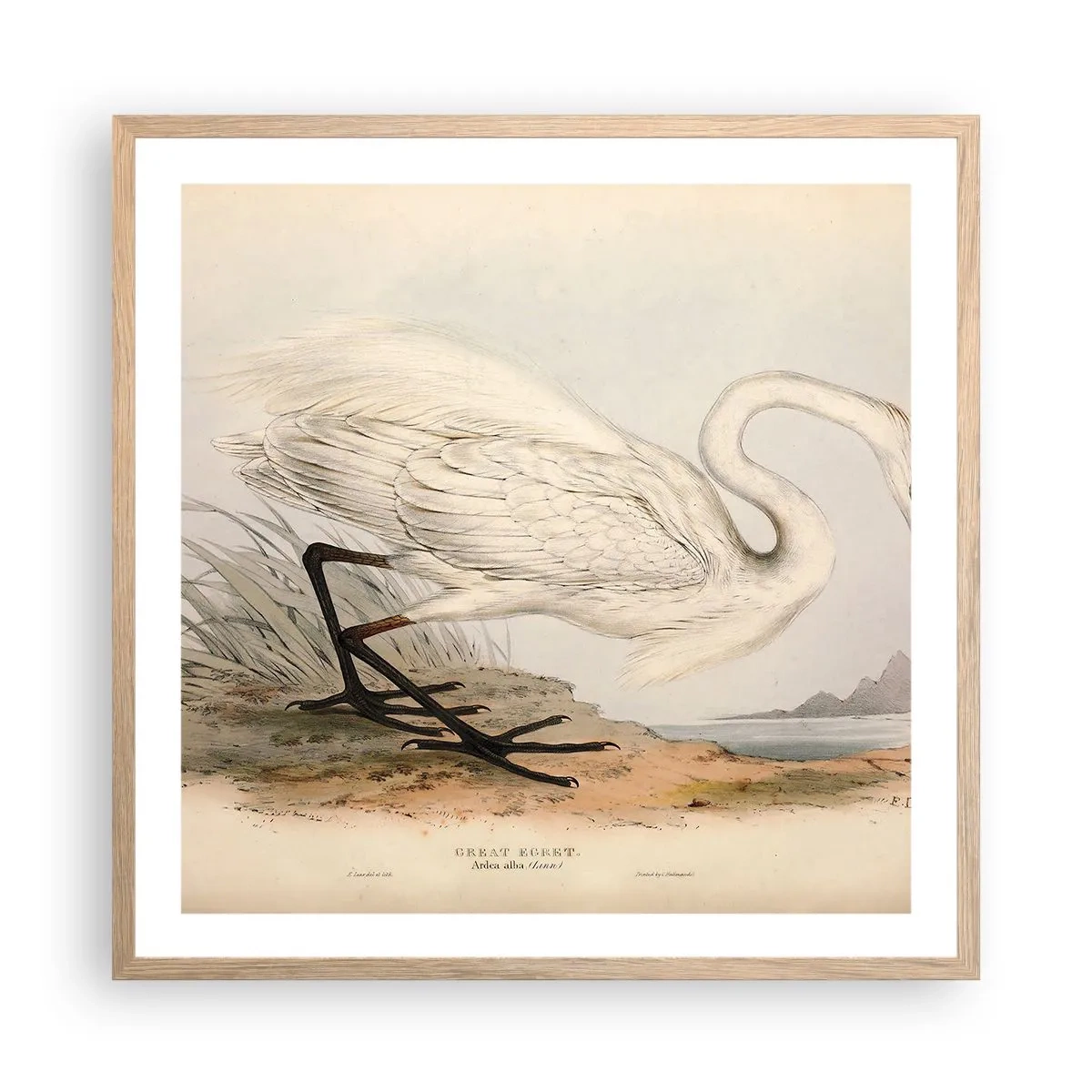 Póster en marco roble claro - Dama de los juncos - 60x60 cm