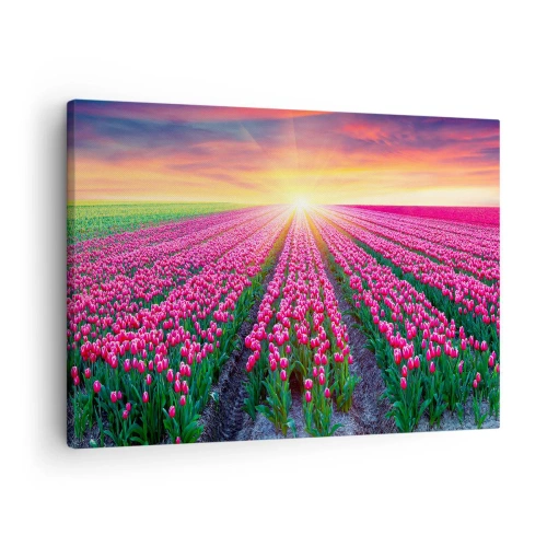 Cuadro sobre lienzo - Impresión de Imagen - Un campo de tulipanes al atardecer - 70x50cm - Granja de belleza - Decoración de pared moderna para salón y dormitorio ARTTOR