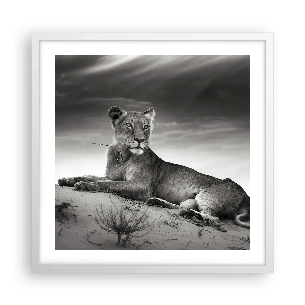 Póster en marco blanco - Descanso de la reina del desierto - 50x50 cm