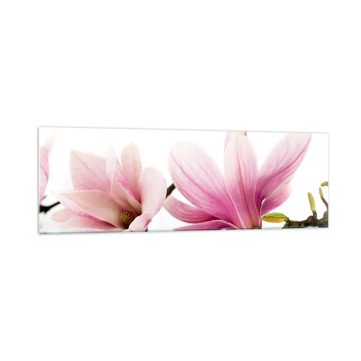 Cuadro sobre vidrio - Impresiones sobre Vidrio - Delicadas magnolias rosas sobre un fondo blanco. - 160x50cm - Suave como un soplo de primavera - Decoración de pared moderna para salón y dormitorio ARTTOR
