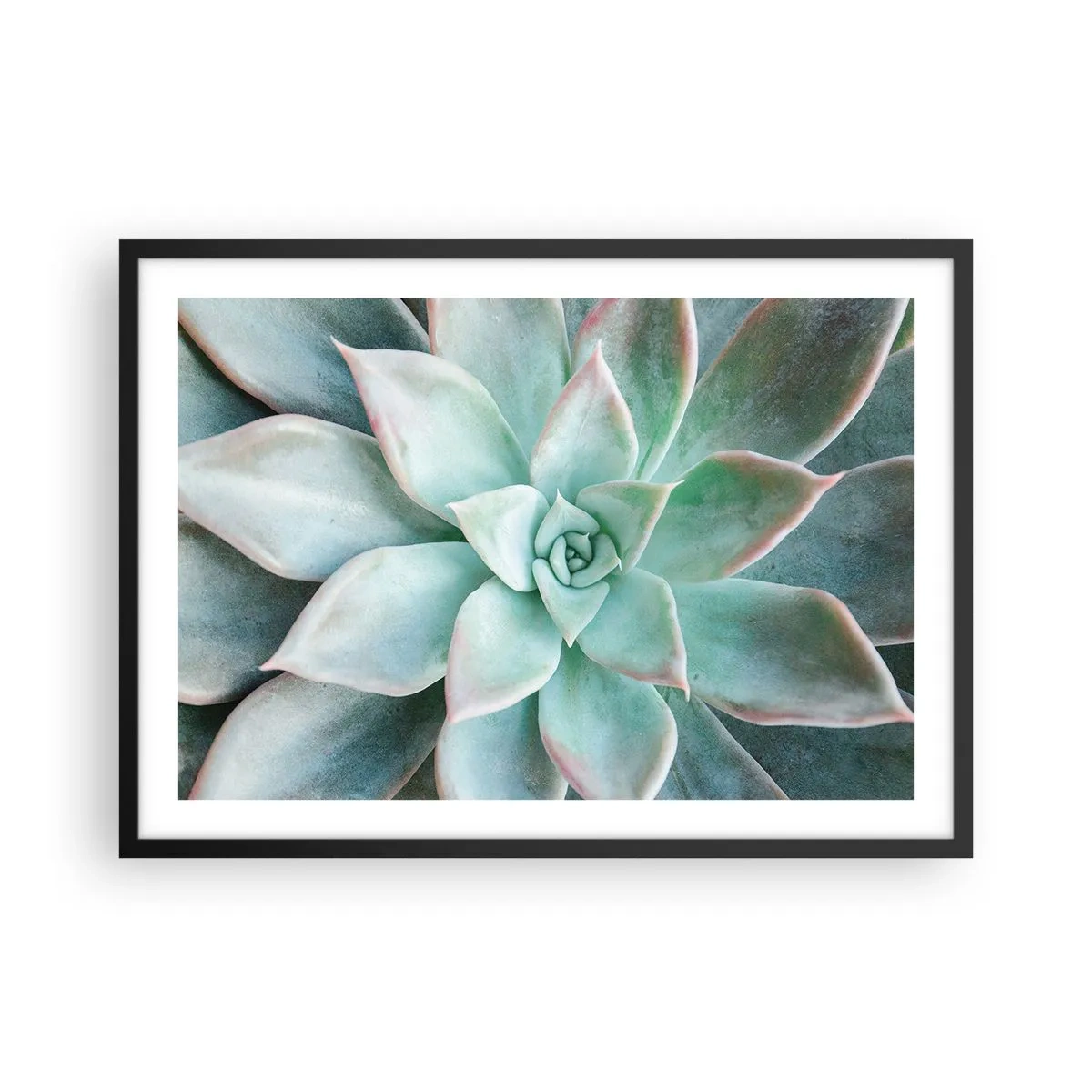 Póster en marco negro - Primer plano de una suculenta verde - 70x50cm - El corazón del desierto - Decoración de pared moderna para salón y dormitorio ARTTOR