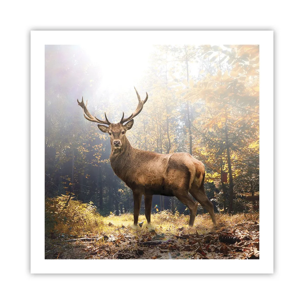 Póster - Con toda la majestuosidad - 60x60 cm