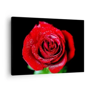 Cuadro sobre lienzo - Impresión de Imagen - Una rosa roja cubierta de gotas de rocío sobre un fondo negro. - 70x50cm - Eso es el amor - Decoración de pared moderna para salón y dormitorio ARTTOR