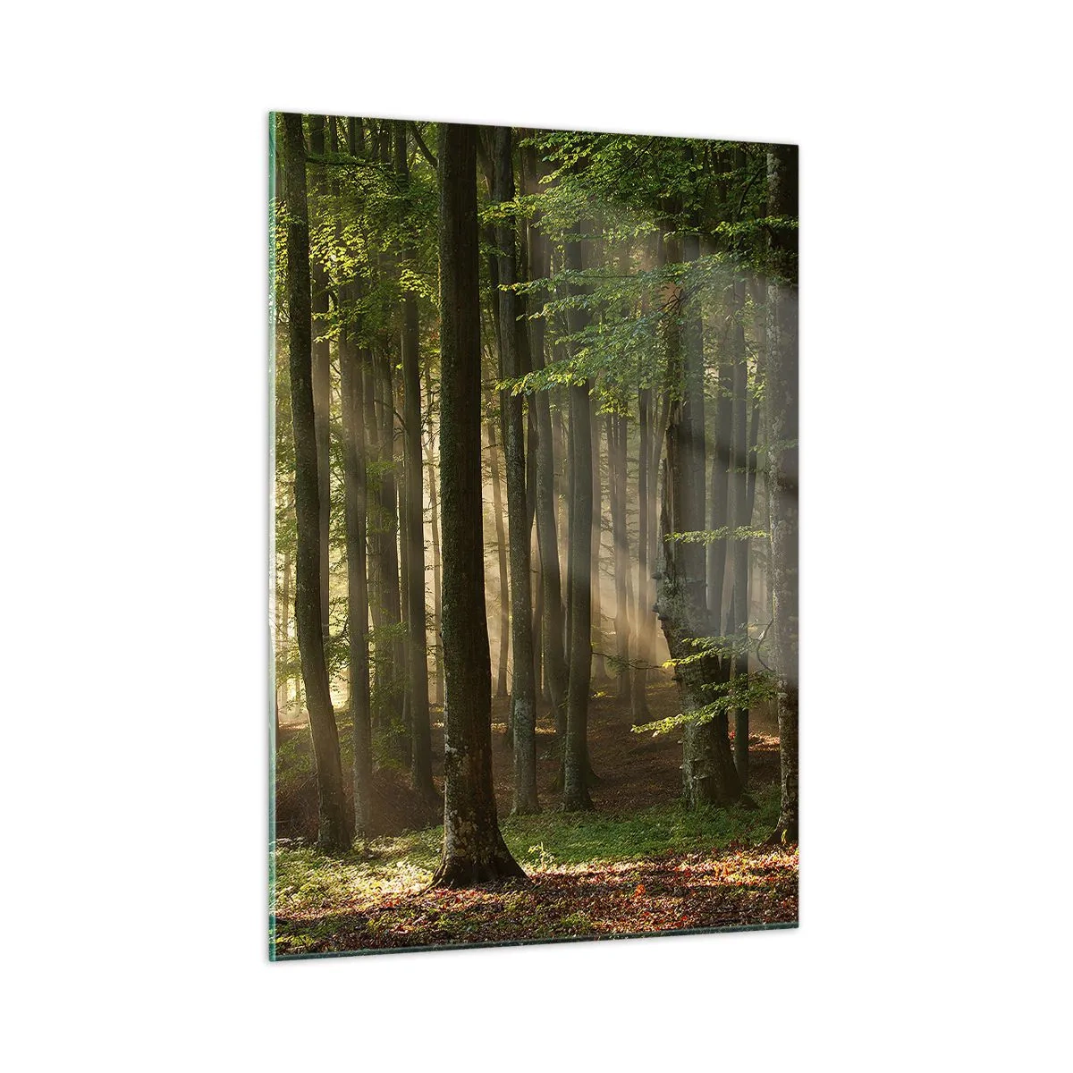 Cuadro sobre vidrio - Impresiones sobre Vidrio - Los rayos del sol brillan a través de los árboles del bosque. - 50x70cm - Radiante en una mañana de primavera - Decoración de pared moderna para salón y dormitorio ARTTOR