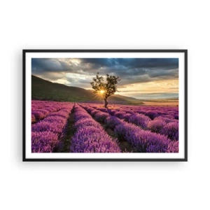 Póster en marco negro - Aroma en lila - 91x61 cm
