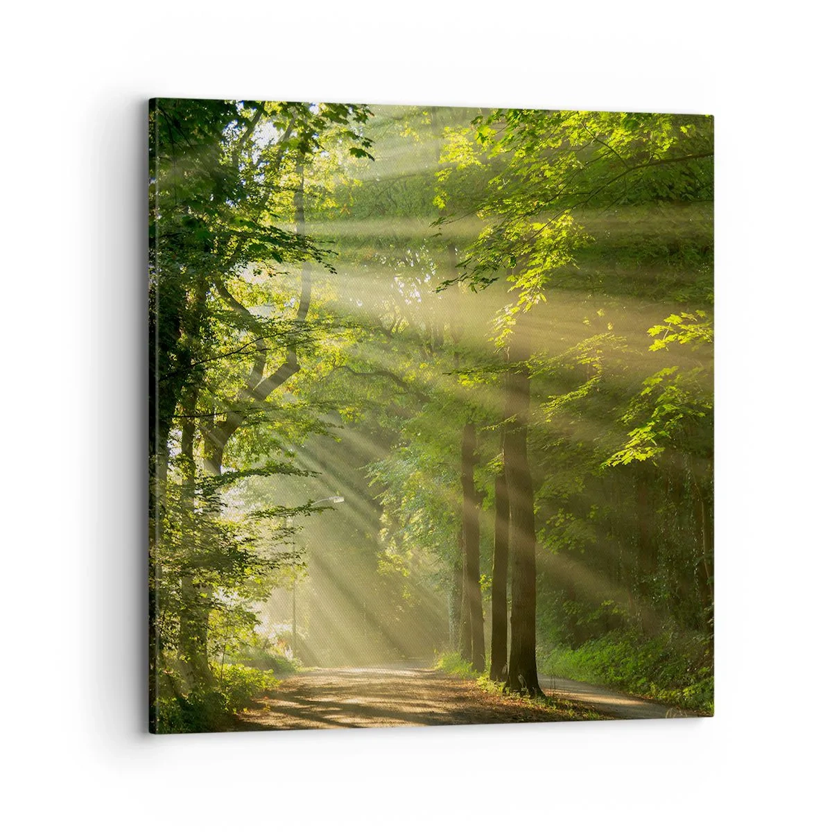 Cuadro sobre lienzo - Impresión de Imagen - Un momento en el bosque - 70x70 cm