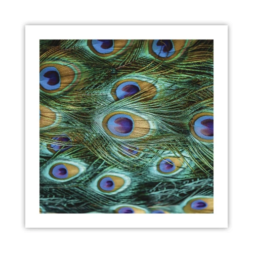 Póster - Mirada de pavo real - 50x50 cm