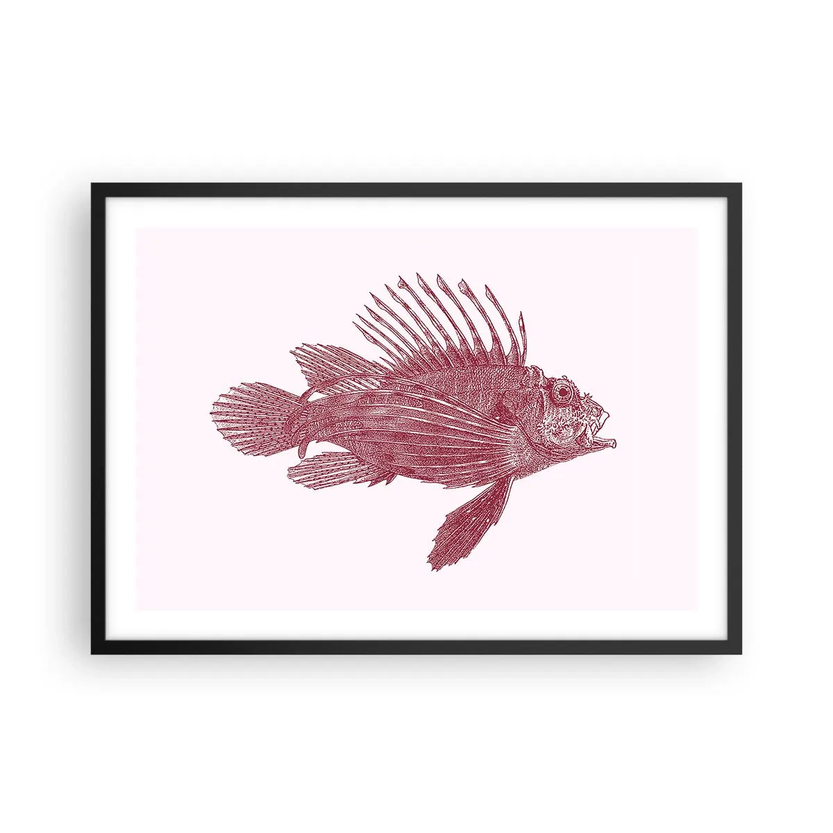 Póster en marco negro - Dibujo de un pez en tono rojo. - 70x50cm - Un habitante de aguas exóticas - Decoración de pared moderna para salón y dormitorio ARTTOR
