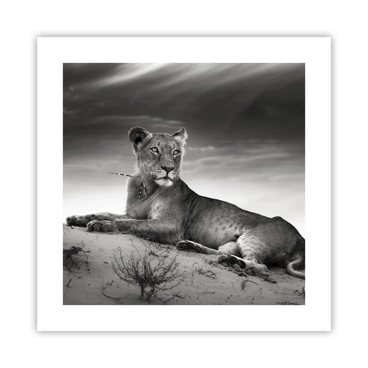 Póster - Descanso de la reina del desierto - 40x40 cm