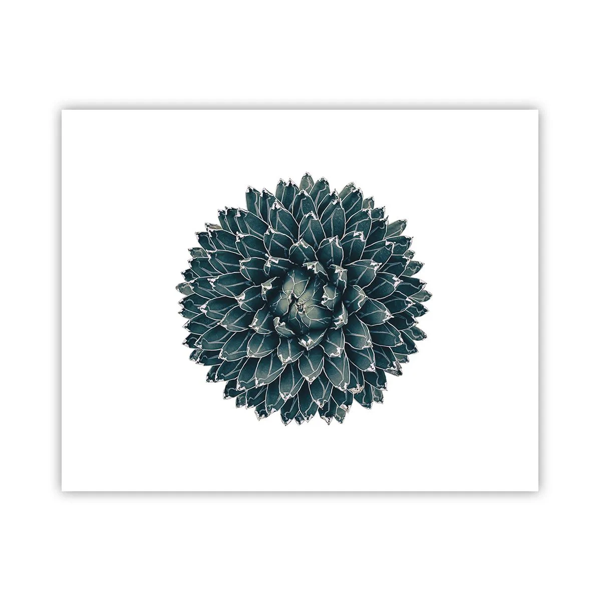 Póster - Estrella del desierto - 50x40 cm