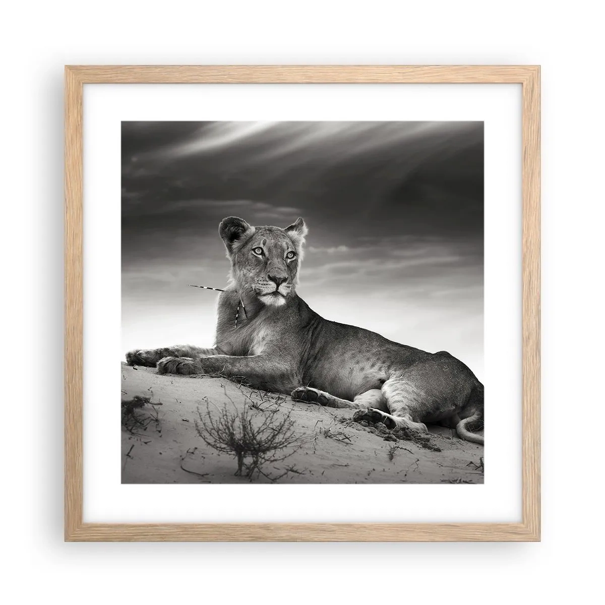 Póster en marco roble claro - Descanso de la reina del desierto - 40x40 cm