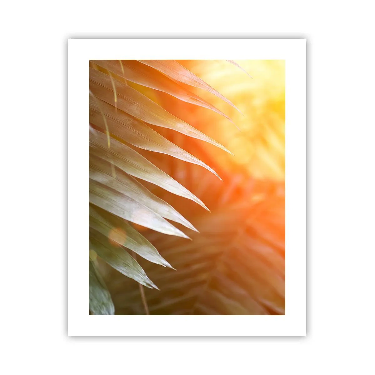 Póster - Mañana en la selva - 40x50 cm