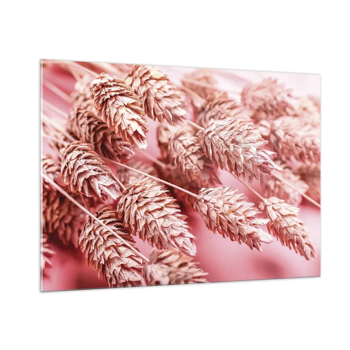 Cuadro sobre vidrio - Impresiones sobre Vidrio - Mazorcas de maíz secas en tonos rosa sobre un fondo pastel. - 100x70cm - Estructura floral en rosa - Decoración de pared moderna para salón y dormitorio ARTTOR