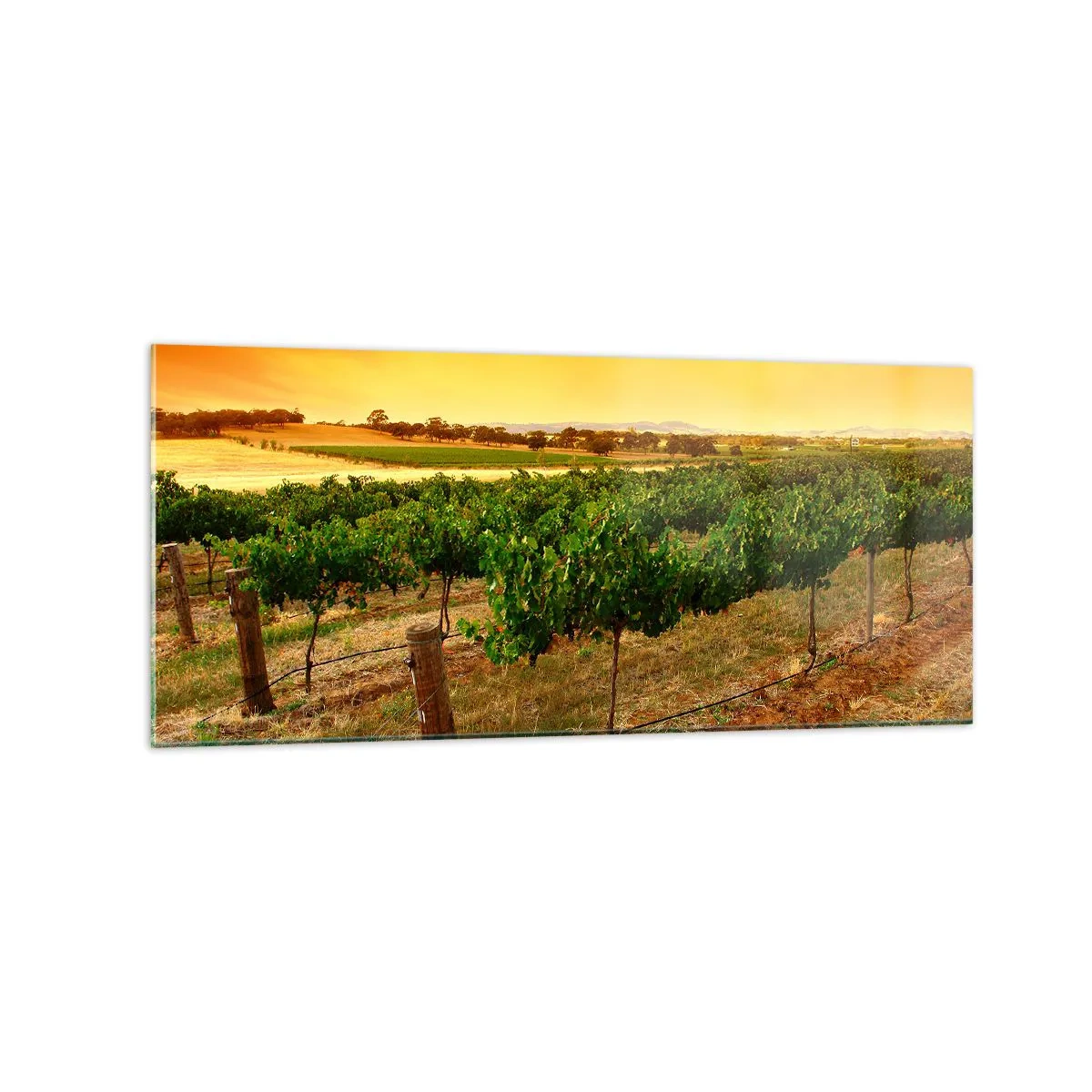 Cuadro sobre vidrio - Impresiones sobre Vidrio - Vides en una plantación al atardecer dorado - 120x50cm - Un trago del sol - Decoración de pared moderna para salón y dormitorio ARTTOR