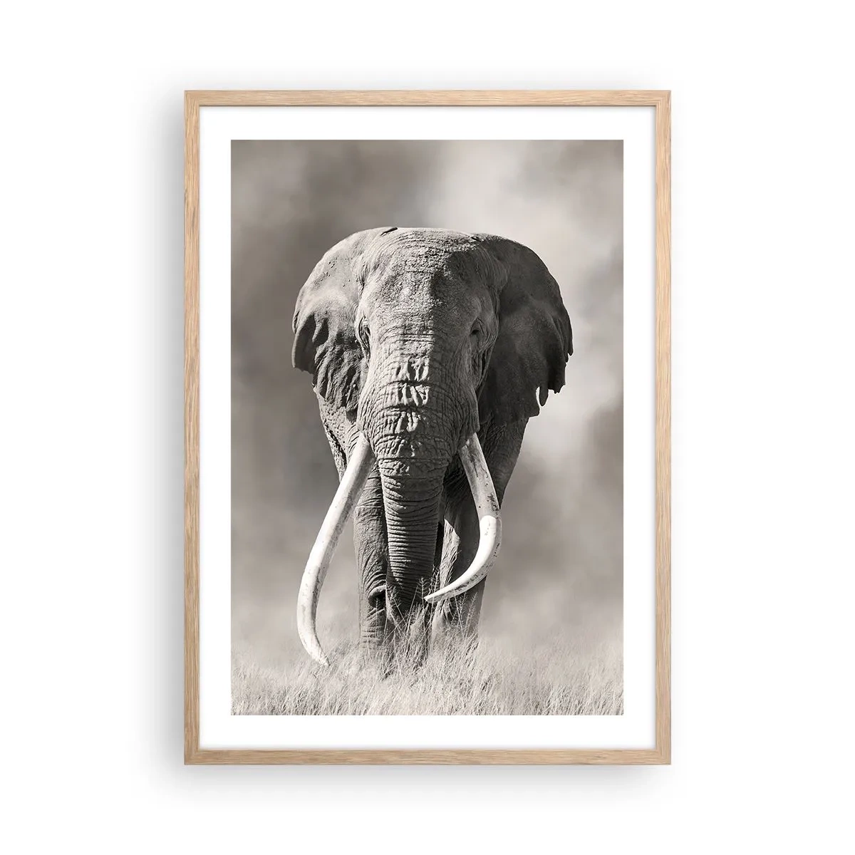 Póster en marco roble claro - Patriarca africano - 50x70 cm