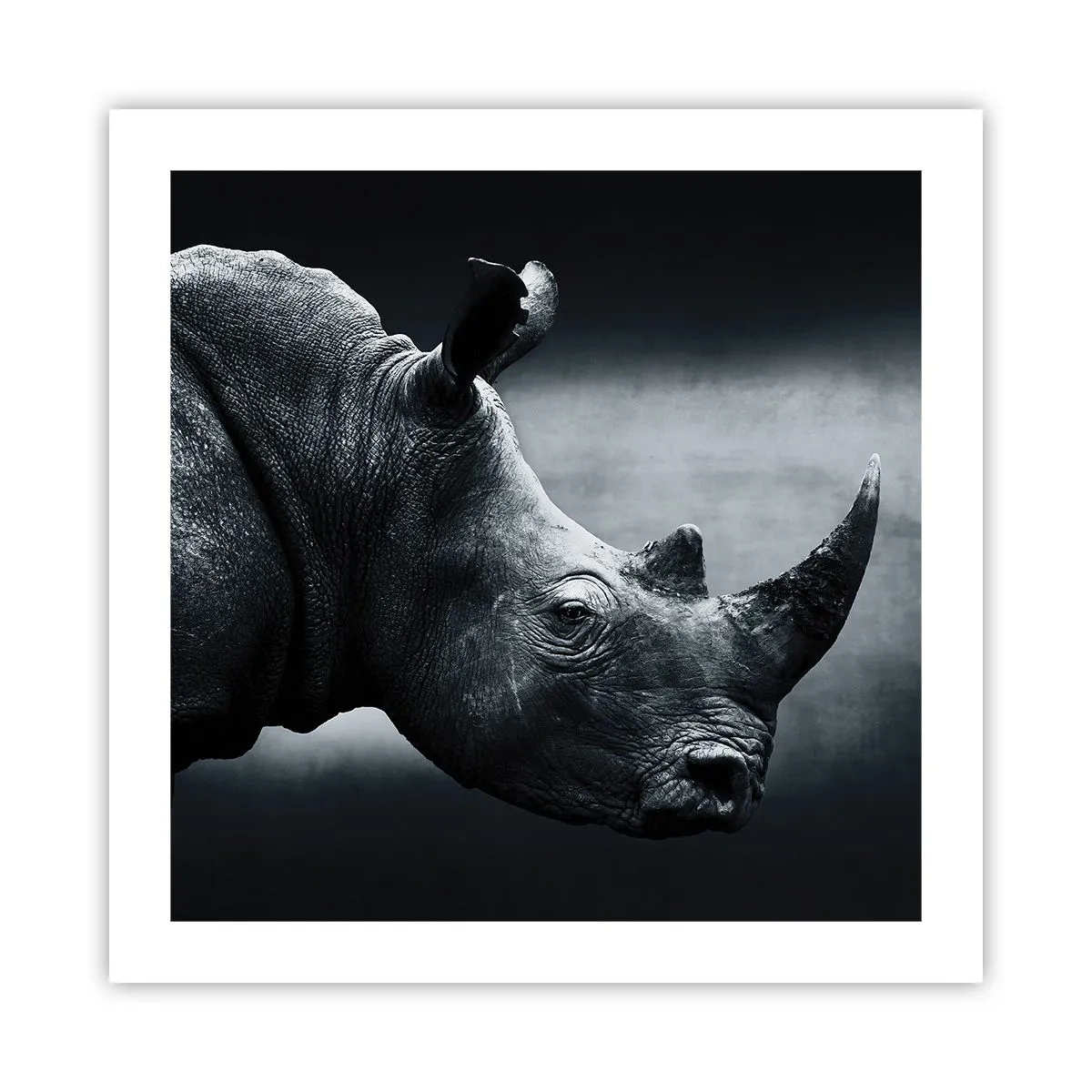 Póster - Perfil derecho - 50x50 cm