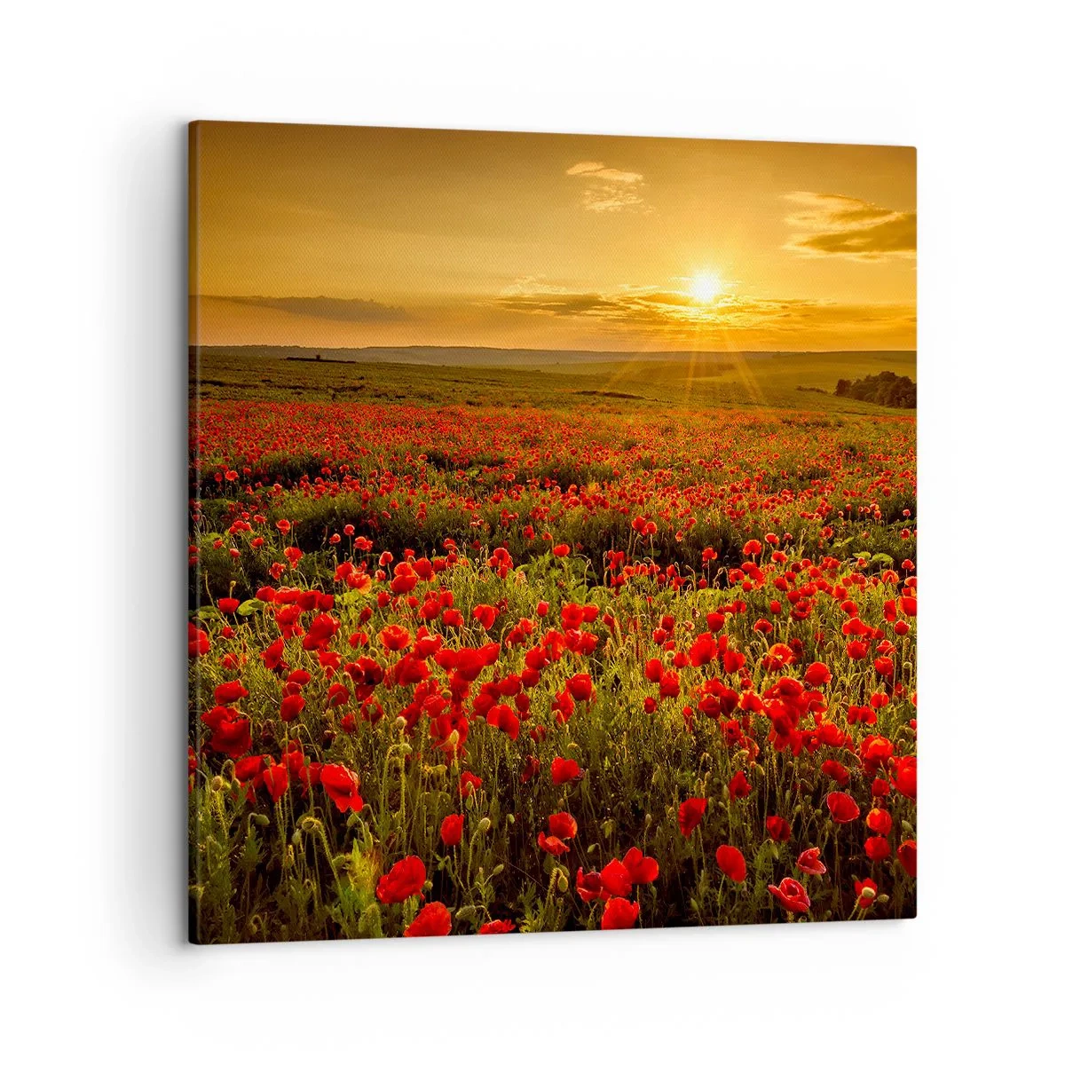 Cuadro sobre lienzo - Impresión de Imagen - Entre los campos de flores - 50x50 cm