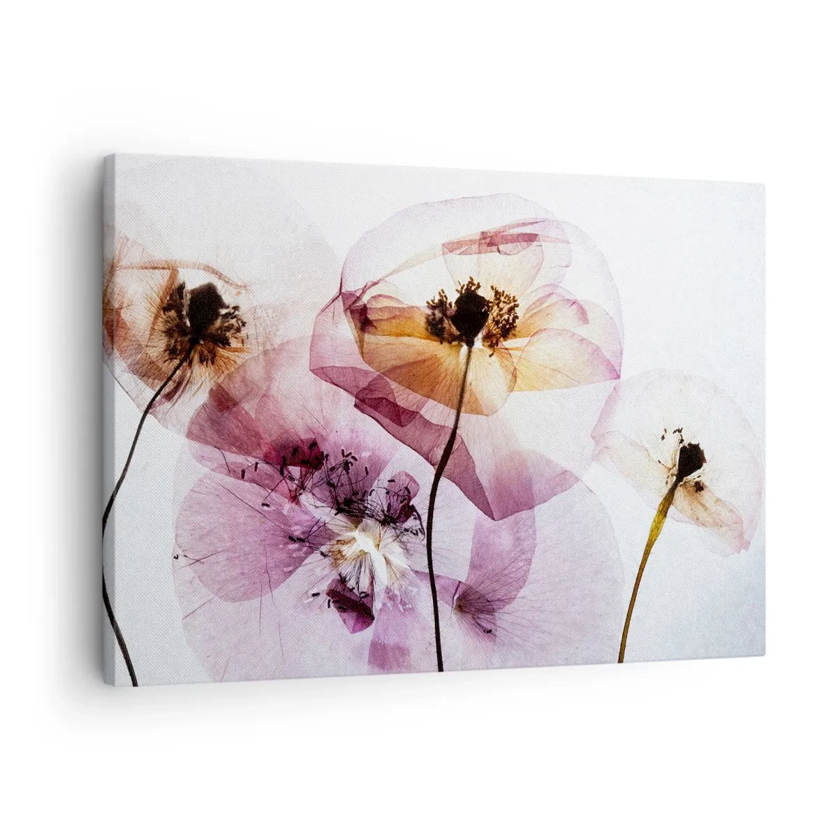 Cuadro sobre lienzo - Impresión de Imagen - Delicadas flores transparentes en tonos pastel. - 70x50cm - Cuerpo de flor - Decoración de pared moderna para salón y dormitorio ARTTOR