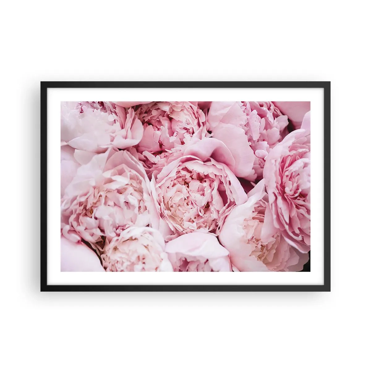 Póster en marco negro - Un primer plano de un ramo de peonías rosas. - 70x50cm - Cálido y fragante - Decoración de pared moderna para salón y dormitorio ARTTOR