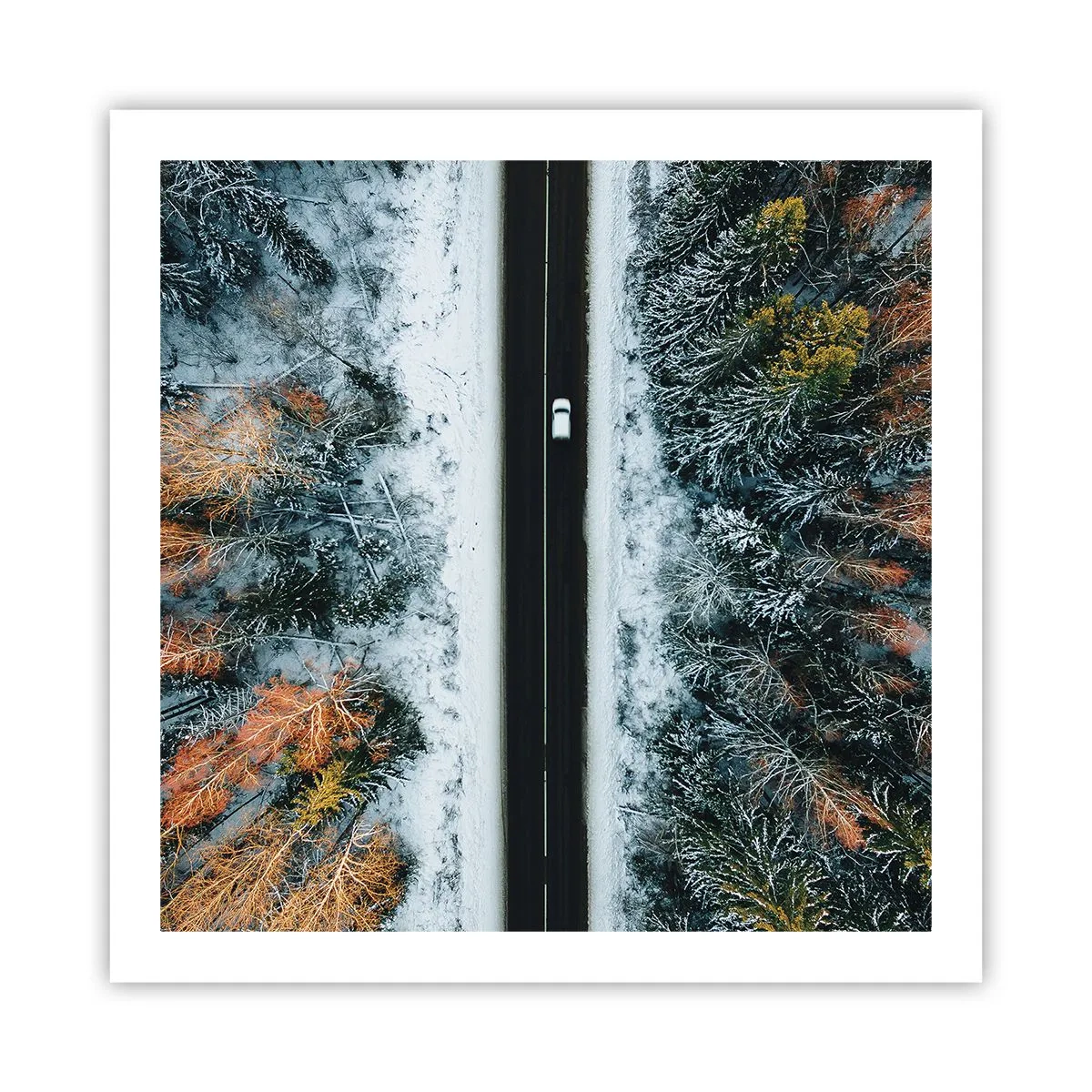 Póster - Atravesar el bosque en invierno - 60x60 cm