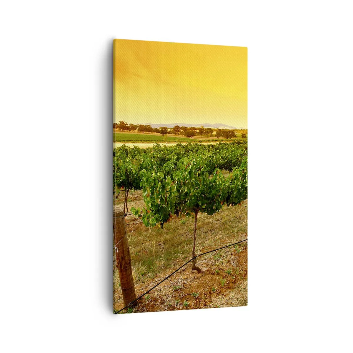 Cuadro sobre lienzo - Impresión de Imagen - Un trago del sol - 55x100 cm