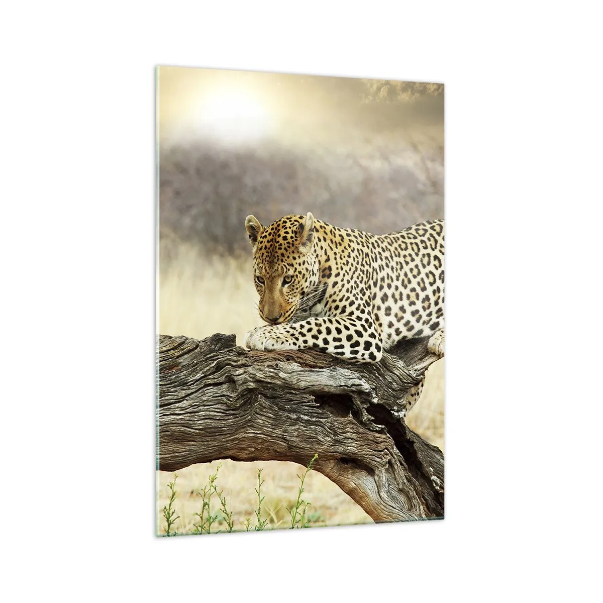 Cuadro sobre vidrio - Impresiones sobre Vidrio - Un leopardo descansando en el tronco de un árbol en la sabana. - 70x100cm - Voy por mi cuenta - Decoración de pared moderna para salón y dormitorio ARTTOR