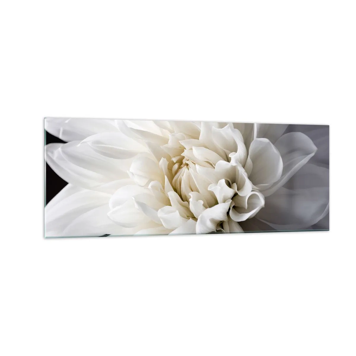 Cuadro sobre vidrio - Impresiones sobre Vidrio - Una delicada flor blanca sobre un fondo negro en una elegante composición. - 140x50cm - La novia de la mañana - Decoración de pared moderna para salón y dormitorio ARTTOR
