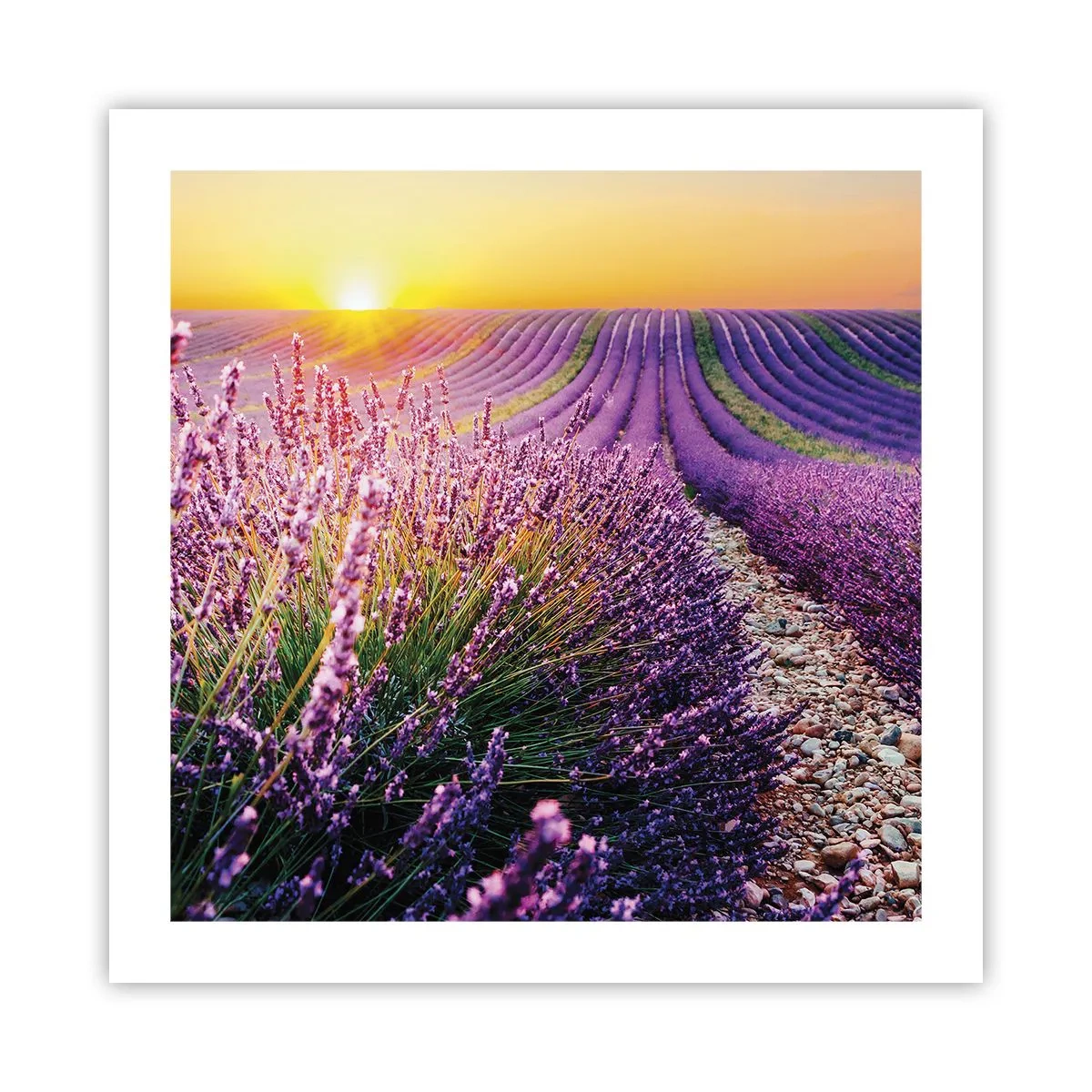 Póster - Pradera fragante - 50x50 cm