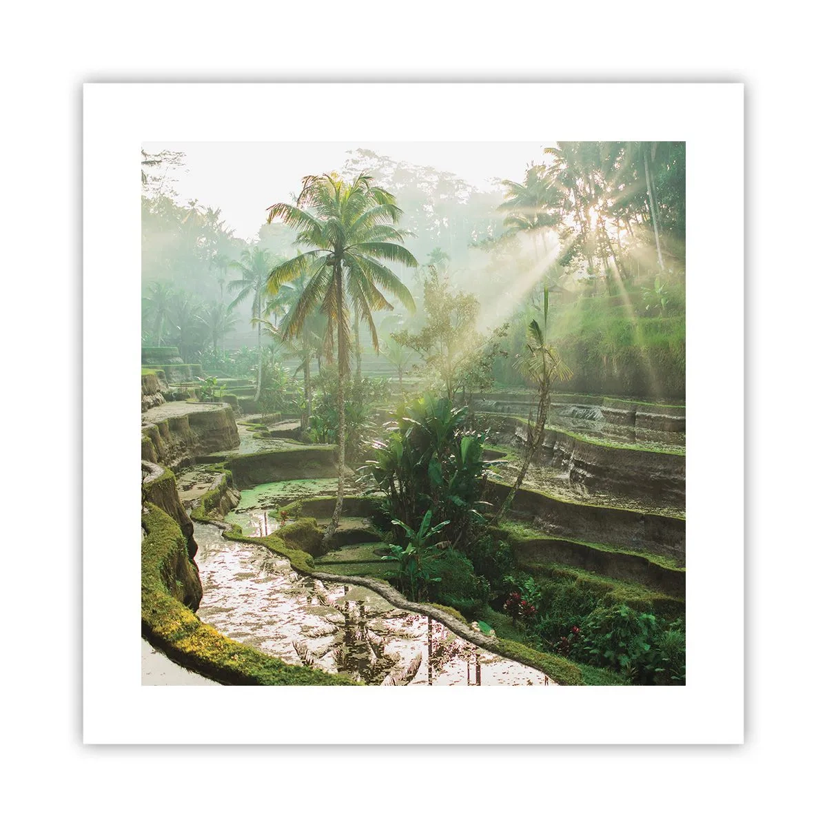 Póster - Crecer bajo el sol - 40x40 cm