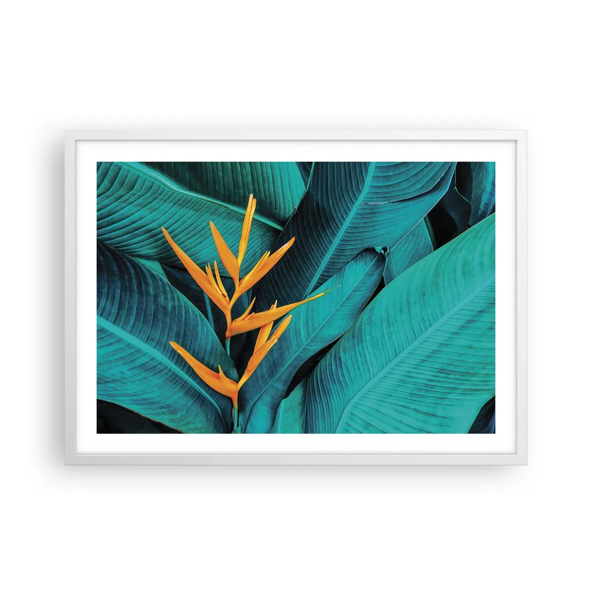 Póster en marco blanco - Flor del Edén - 70x50 cm
