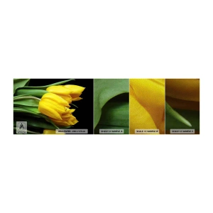 Muestra de fotomural Premium Sand - Resucitado de puro sol - flores, tulipanes, Ramo de flores - 100x30 cm
