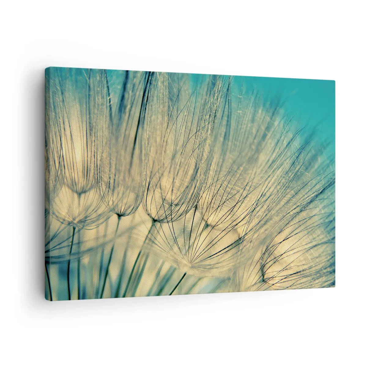 Cuadro sobre lienzo - Impresión de Imagen - Fotografía macro de dientes de león a la luz del día. - 70x50cm - Esperando el viento - Decoración de pared moderna para salón y dormitorio ARTTOR