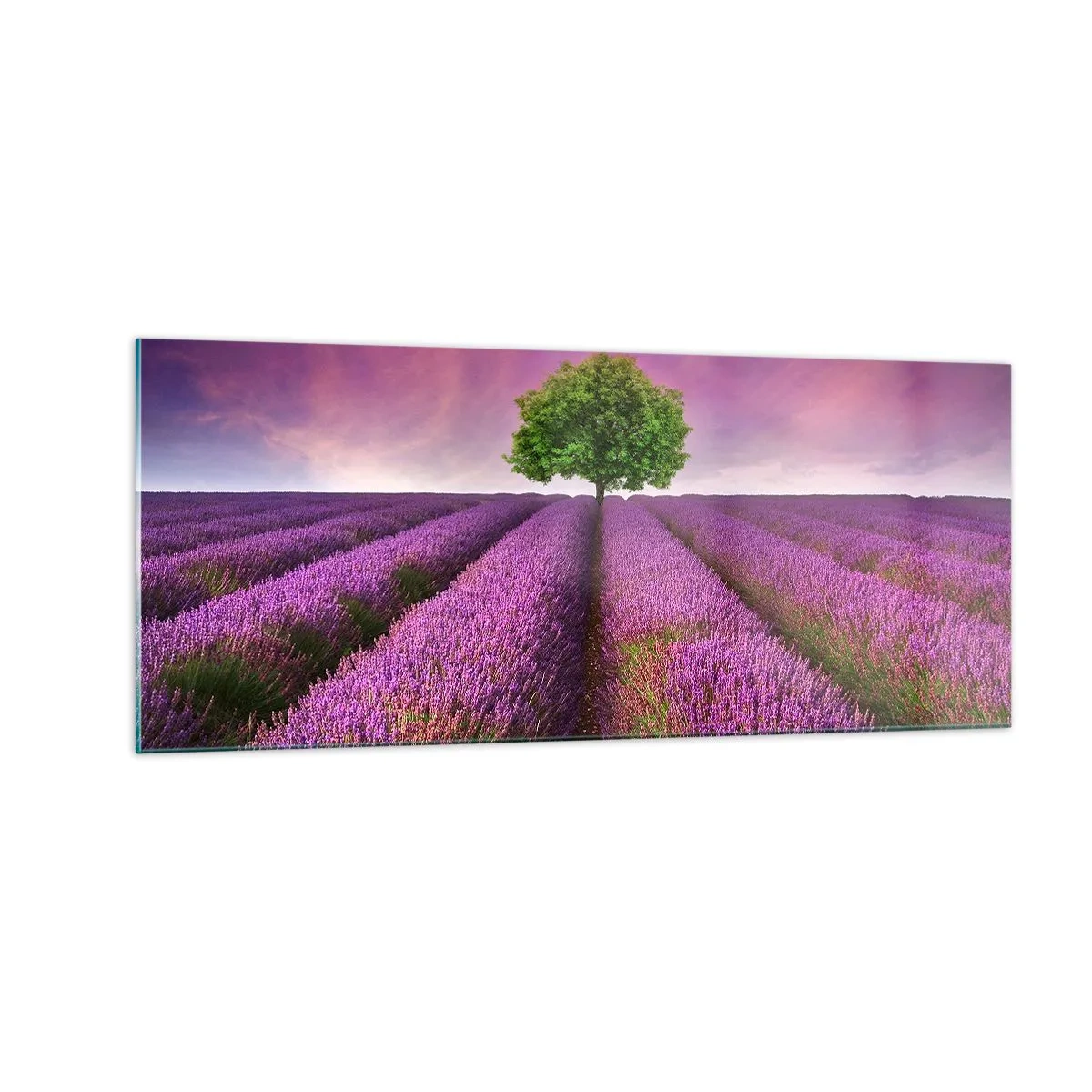 Cuadro sobre vidrio - Impresiones sobre Vidrio - En los campos de lavanda - 100x40 cm
