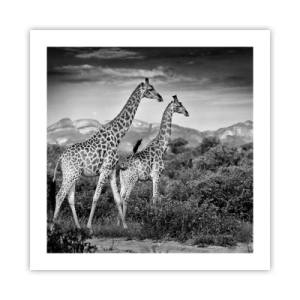 Póster - La clase alta de África - 50x50 cm