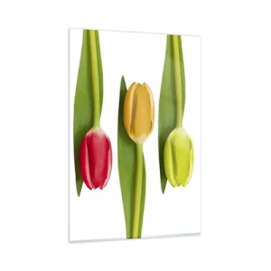 Cuadro sobre vidrio - Impresiones sobre Vidrio - Tulipanes multicolores dispuestos en fila sobre un fondo blanco. - 80x120cm - Composición del arco iris - Decoración de pared moderna para salón y dormitorio ARTTOR