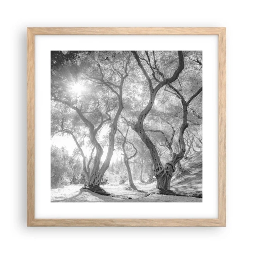 Póster en marco roble claro - En un olivar - 40x40 cm