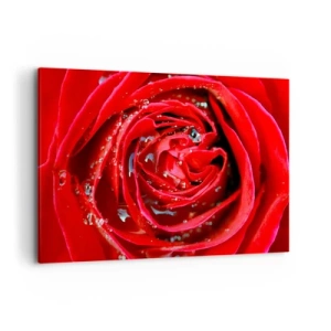 Cuadro sobre lienzo - Impresión de Imagen - Primer plano de una rosa roja con gotas de agua en los pétalos. - 100x70cm - En gotas de rocío - Decoración de pared moderna para salón y dormitorio ARTTOR