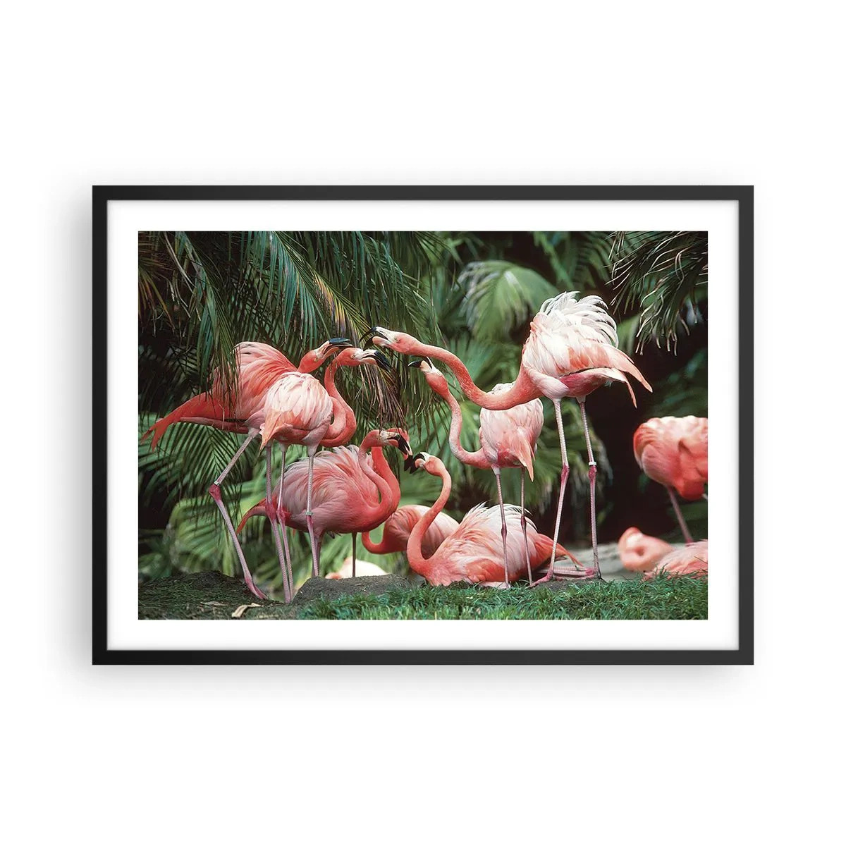 Póster en marco negro - Un grupo de flamencos en un entorno tropical rodeado de palmeras. - 70x50cm - Cotilleos de la tarde - Decoración de pared moderna para salón y dormitorio ARTTOR