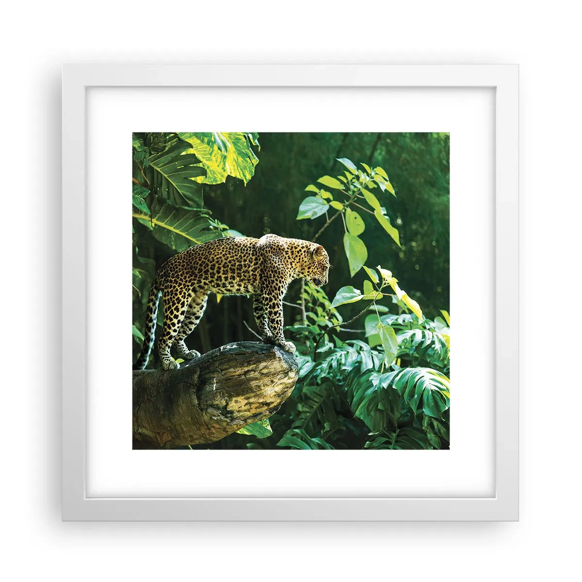 Póster en marco blanco - ¿A la caza? - 30x30 cm