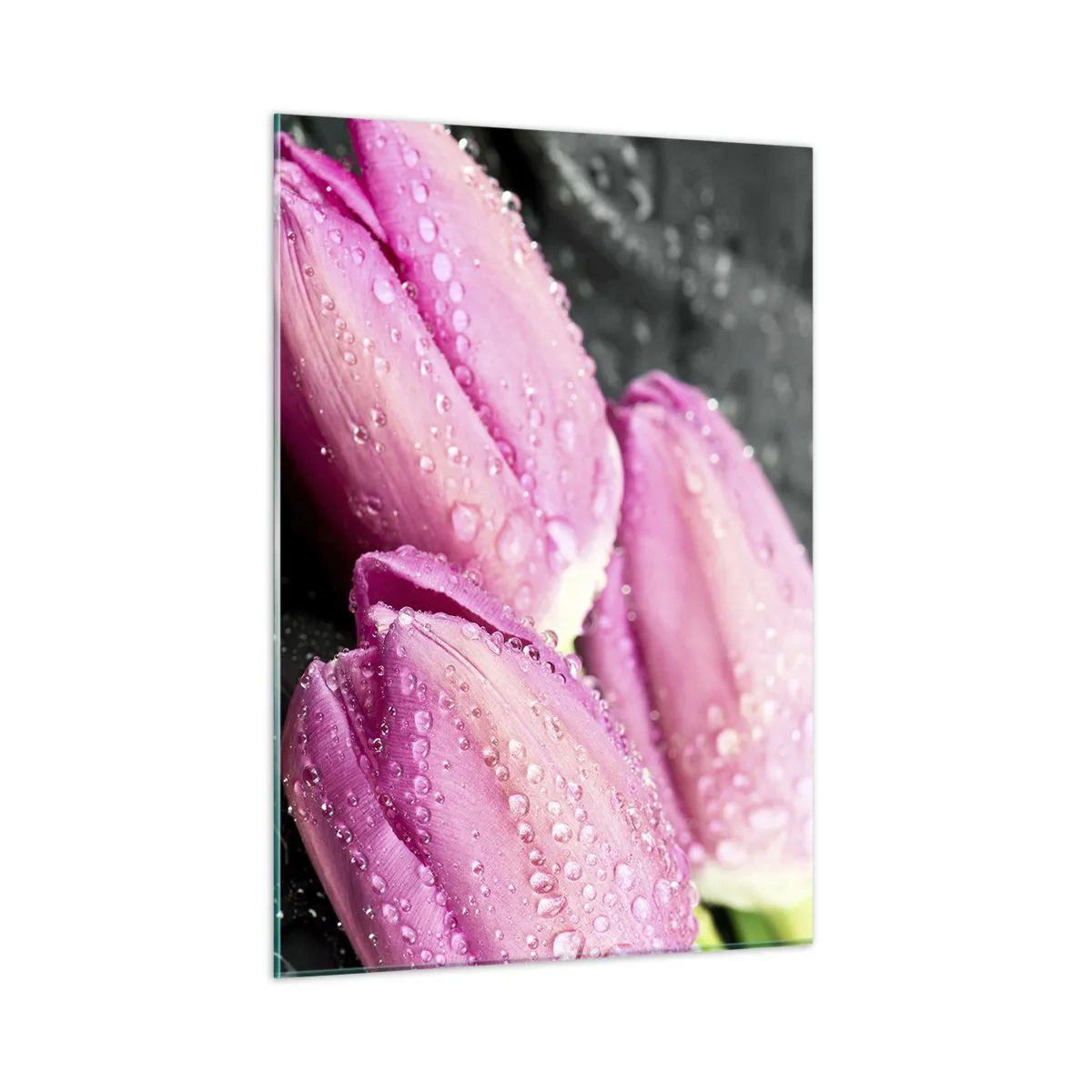 Cuadro sobre vidrio - Impresiones sobre Vidrio - Tres tulipanes rosas cubiertos de gotas de agua sobre un fondo negro. - 50x70cm - Lilas sobre piedra negra - Decoración de pared moderna para salón y dormitorio ARTTOR